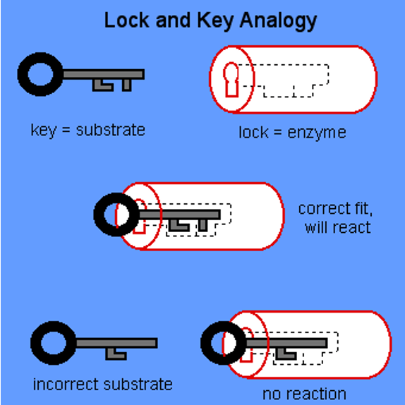 Enzimas - analogía