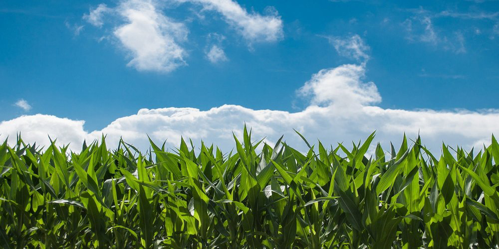 Enzimas en agricultura